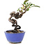 Pyracantha, 14 cm, ± 9 years old