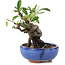 Pyracantha, 15 cm, ± 9 anni