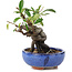 Pyracantha, 15 cm, ± 9 years old