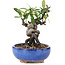 Pyracantha, 15 cm, ± 9 years old