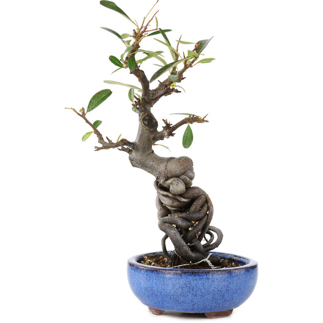 Pyracantha, 16 cm, ± 9 anni