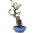 Pyracantha, 16 cm, ± 9 anni