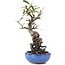 Pyracantha, 16 cm, ± 9 anni