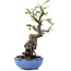 Pyracantha, 16 cm, ± 9 anni