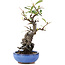 Pyracantha, 16 cm, ± 9 anni