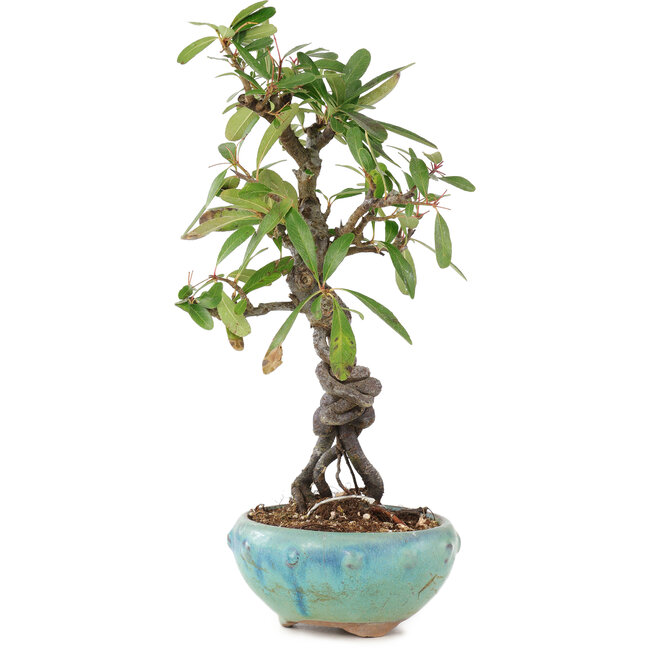 Pyracantha, 16 cm, ± 9 anni