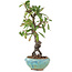 Pyracantha, 16 cm, ± 9 anni