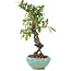 Pyracantha, 16 cm, ± 9 anni