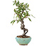 Pyracantha, 16 cm, ± 9 anni