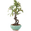 Pyracantha, 16 cm, ± 9 anni