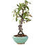 Pyracantha, 16 cm, ± 9 anni