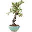 Pyracantha, 16 cm, ± 9 anni