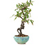 Pyracantha, 16 cm, ± 9 anni