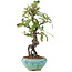 Pyracantha, 16 cm, ± 9 anni