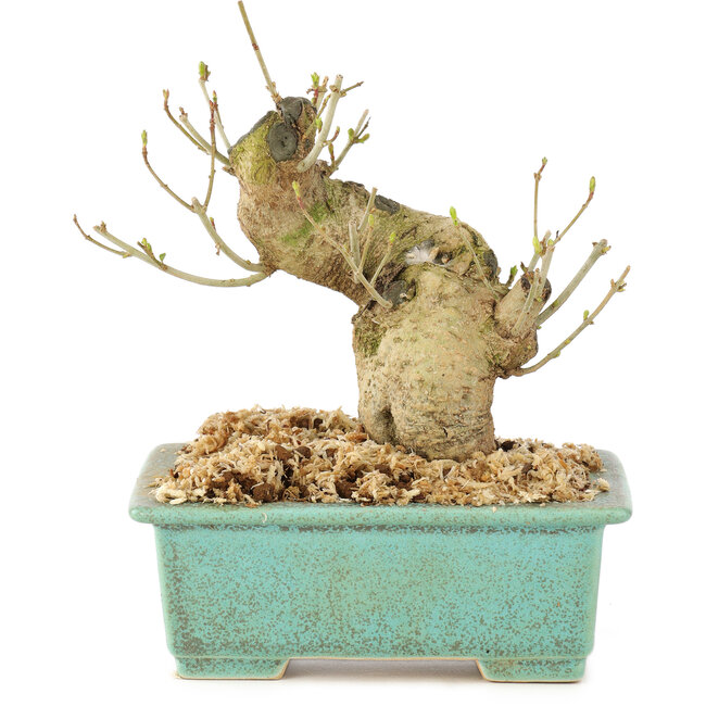 Ligustrum, 13 cm, ± 10 Jahre alt