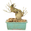 Ligustrum, 13 cm, ± 10 Jahre alt