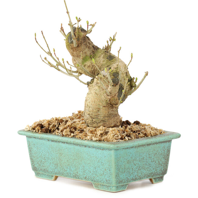 Ligustrum, 13 cm, ± 10 Jahre alt