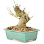 Ligustrum, 13 cm, ± 10 Jahre alt