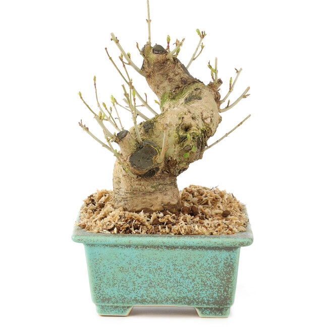 Ligustrum, 13 cm, ± 10 años