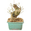 Ligustrum, 13 cm, ± 10 Jahre alt