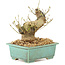 Ligustrum, 13 cm, ± 10 Jahre alt