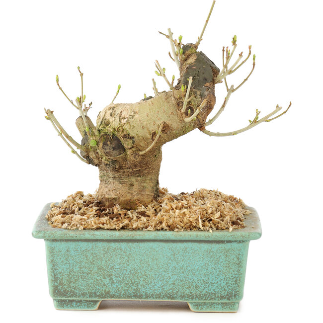 Ligustrum, 13 cm, ± 10 Jahre alt