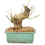 Ligustrum, 13 cm, ± 10 Jahre alt