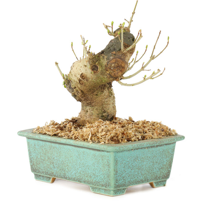 Ligustrum, 13 cm, ± 10 years old