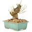 Ligustrum, 13 cm, ± 10 Jahre alt