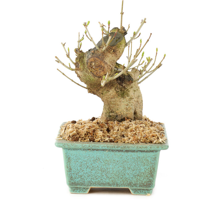 Ligustrum, 13 cm, ± 10 jaar oud