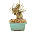 Ligustrum, 13 cm, ± 10 Jahre alt
