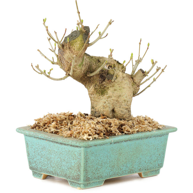 Ligustrum, 13 cm, ± 10 ans