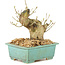 Ligustrum, 13 cm, ± 10 ans