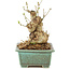 Ligustrum, 14 cm, ± 10 anni