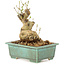 Ligustrum, 14 cm, ± 10 years old