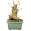 Ligustrum, 14 cm, ± 10 anni