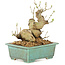 Ligustrum, 14 cm, ± 10 anni