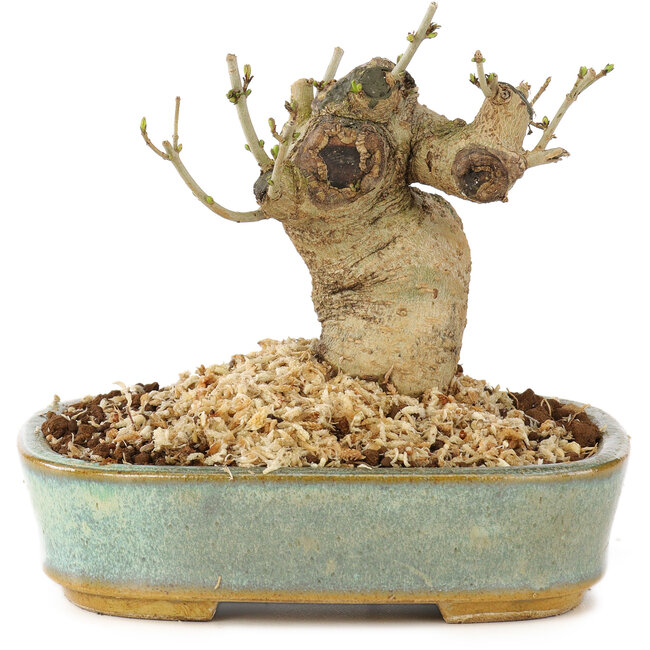 Ligustrum, 9 cm, ± 10 jaar oud