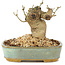 Ligustrum, 9 cm, ± 10 jaar oud