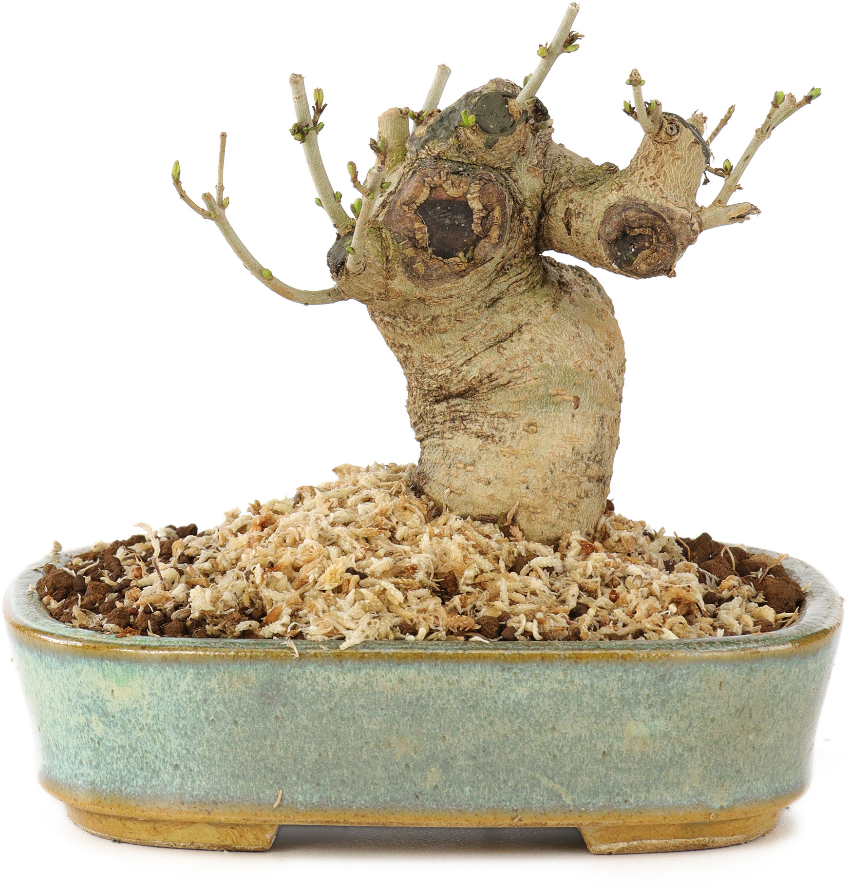 Ligustrum, 9 cm,  10 Jahre alt - Bonsai Plaza
