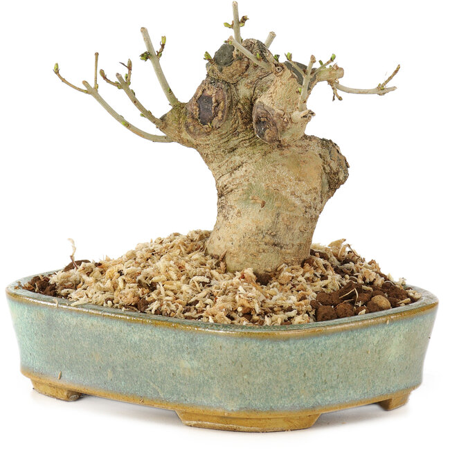 Ligustrum, 9 cm, ± 10 anni