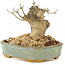 Ligustrum, 9 cm, ± 10 ans