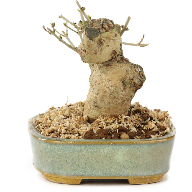 Ligustrum, 9 cm, ± 10 ans