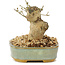 Ligustrum, 9 cm, ± 10 ans