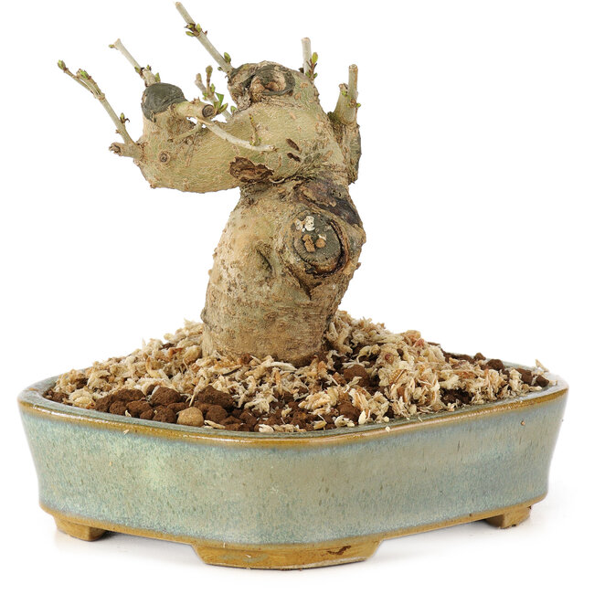 Ligustrum, 9 cm, ± 10 años