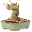 Ligustrum, 9 cm, ± 10 ans