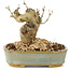 Ligustrum, 9 cm, ± 10 ans