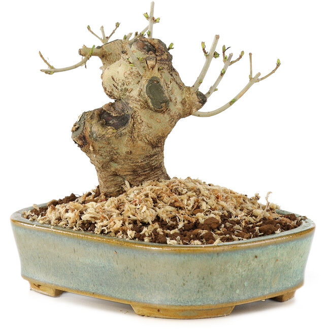 Ligustrum, 9 cm, ± 10 años