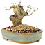 Ligustrum, 9 cm, ± 10 ans