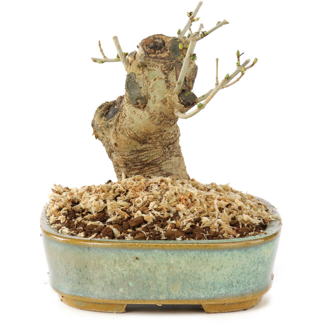 Ligustrum, 9 cm, ± 10 ans